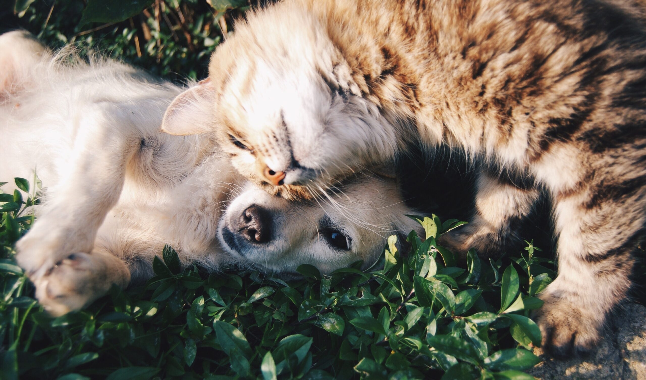 Riconoscere e contrastare l’artrosi nel cane e nel gatto